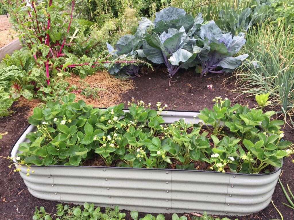 Raised Garden Bed kit